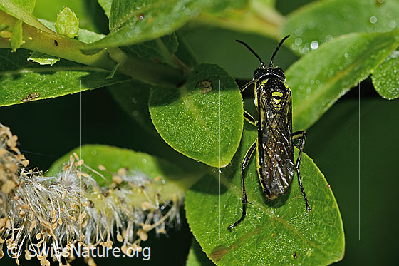 Photo: Tenthredo mesomela. Length 13mm. View from above.