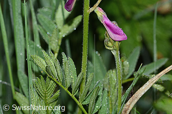 Photo: Hedysarum hedysaroides. Leaves and stem.