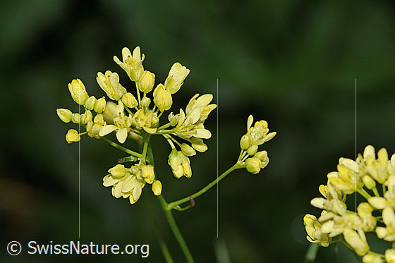 Foto: Gemeines Brillenschötchen (Biscutella laevigata). Blütenstand.
