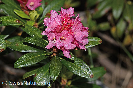 Foto: Rostblättrige Alpenrose (Rhododendron ferrugineum). Blüten und Blätter.