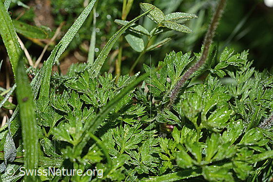 Photo: Anemone baldensis. Leaves and stem.