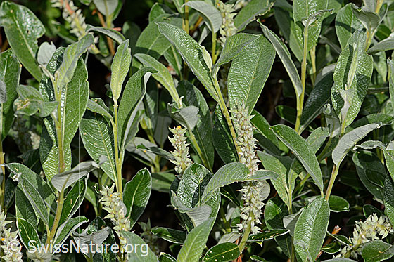 Foto: Seidenhaarige Weide (Salix glaucosericea). Blätter und Blüten. Verblüht.
