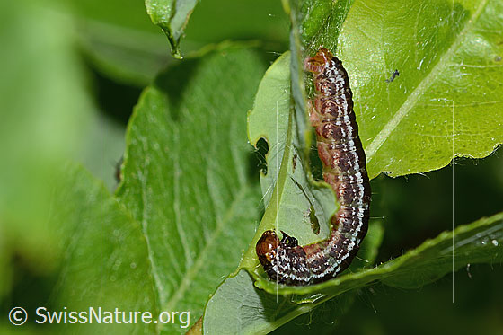 Heidelbeer-Palpenspanner (Hydriomena furcata) auf Sal-Weide (Salix caprea)