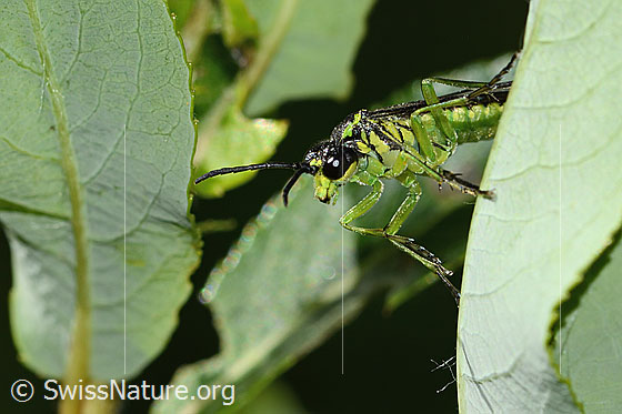 Photo: Tenthredo mesomela. Length 8 - 13mm. View from side front.