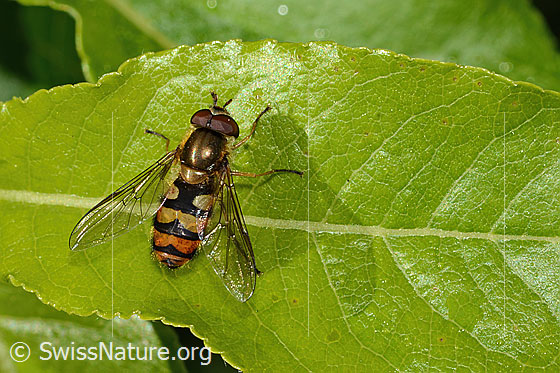 Photo: Syrphus torvus. Length 10mm. Female. View from above.