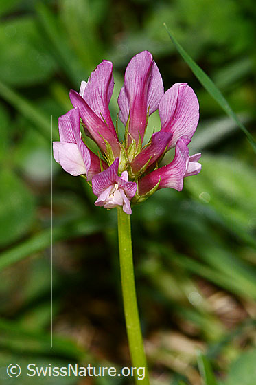 Foto: Alpenklee (Trifolium alpinum). Blüten und Stängel.