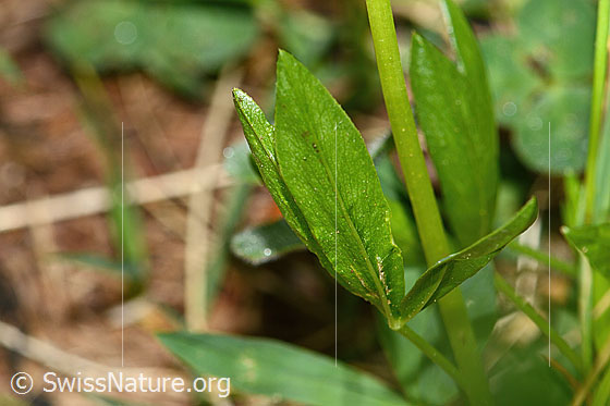 Foto: Alpenklee (Trifolium alpinum). Blattunterseite.