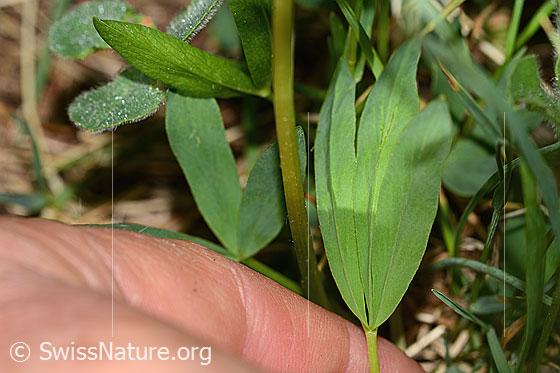 Foto: Alpenklee (Trifolium alpinum). Blattoberseite.