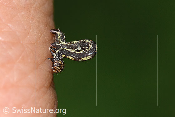 Foto: Raupe des Orangegelben Breitflügelspanner (Agriopis aurantiaria). Länge: 12mm. Ansicht von der Seite.