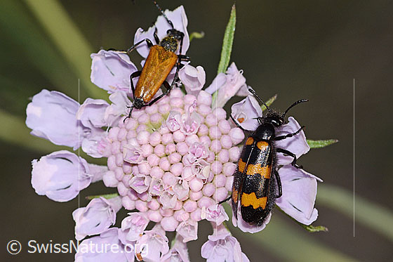 Foto: Paracorymbia hybrida (Schmalbock) und Veränderlicher Ölkäfer (Mylabris variabilis) auf Gemeiner Skabiose (Scabiosa columbaria). Ansicht von oben.