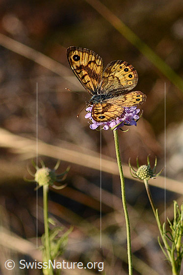 Foto: Mauerfuchs (Lasiommata megera) an Gemeinr Skabiose (Scabiosa columbaria). Flügel geöffnet. Ansicht von schräg oben.