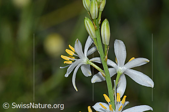 Photo: Anthericum liliago. Blossoms. View from the side and from behind.