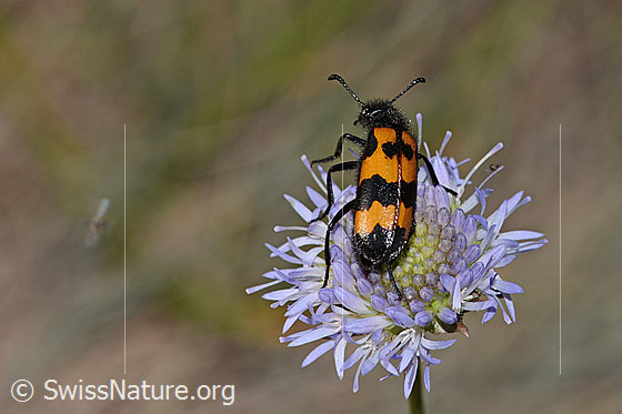 Foto: Veränderlicher Ölkäfer (Mylabris variabilis) auf Berg-Jasione (Jasione montana). Länge 15mm. Ansicht von hinten oben.