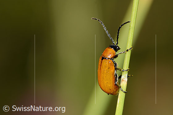 Photo: Exosoma lusitanicum. Length 10mm. View from the side above.
