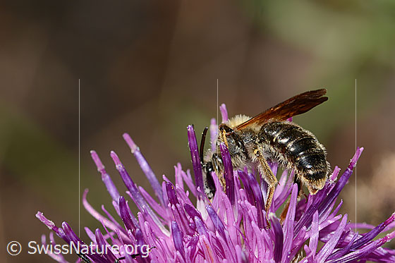 Foto: Knautien-Sandbiene (Andrena hattorfiana) auf Skabiosen-Flockenblume (Centaurea scabiosa). Länge 11 - 14mm. Männchen. Ansicht von hinten.