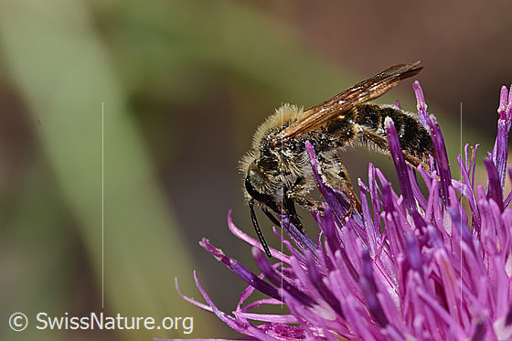 Foto: Knautien-Sandbiene (Andrena hattorfiana) auf Skabiosen-Flockenblume (Centaurea scabiosa). Länge 11 - 14mm. Männchen. Ansicht von der Seite.
