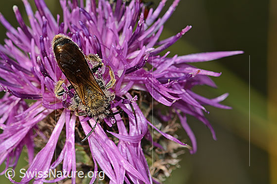 Foto: Knautien-Sandbiene (Andrena hattorfiana) auf Skabiosen-Flockenblume (Centaurea scabiosa). Länge 11 - 14mm. Männchen. Ansicht von oben.