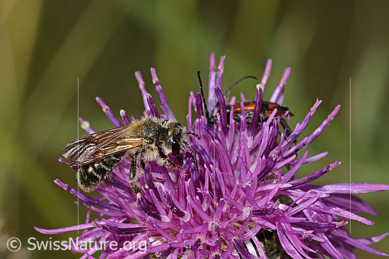 Photo: Andrena hattorfiana on Centaurea scabiosa. Length 11 - 14mm. Male. View from the side above.