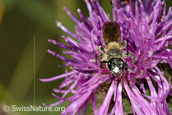Knautien-Sandbiene (Andrena hattorfiana) auf Skabiosen-Flockenblume (Centaurea scabiosa)