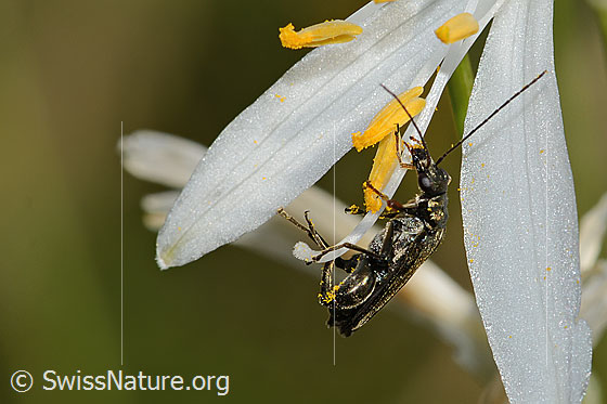 Photo: Oedemera virescens on Anthericum liliago. Length 11mm. Male. View from the side.