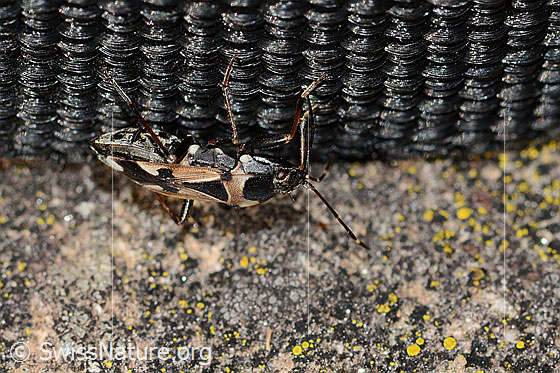 Photo: Raglius confusus. Length 8mm. View from the side above.