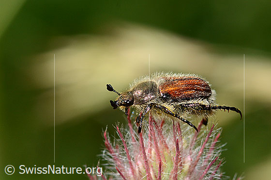 Photo: Chaetopteroplia segetum on Trifolium rubens. Length 10mm. View from the side.