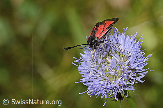 Foto: Thymian-Widderchen (Zygaena purpuralis) auf Berg-Jasione (Jasione montana). Ansicht von seitlich vorne.