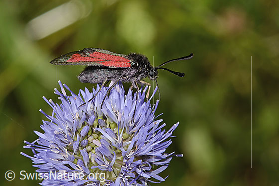 Photo: Zygaena purpuralis on Jasione montana. View from the side.