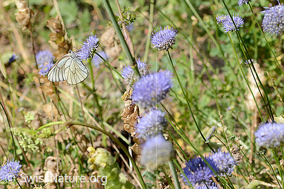 Foto: Baumweissling (Aporia crataegi) an Berg-Jasione (Jasione montana). Flügel geschlossen. Ansicht von der Seite.