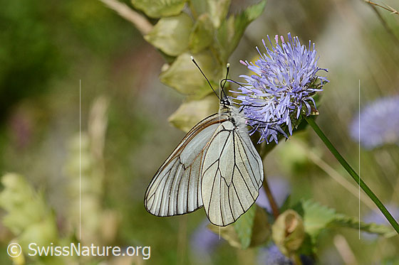 Photo: Aporia crataegi on Jasione montana. Wings closed. View from the side.