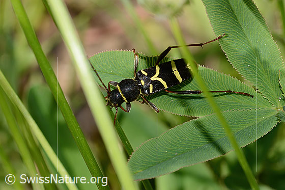 Photo: Clytus arietis. Length 7 - 14mm. View from above.