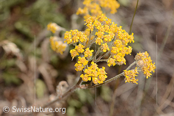 Foto: Gelbe Schafgarbe (Achillea tomentosa). Blütenstand.