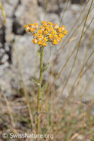 Foto: Gelbe Schafgarbe (Achillea tomentosa). Stängel und Blütenstand. Höhe der ganzen Pflanze: 18cm.