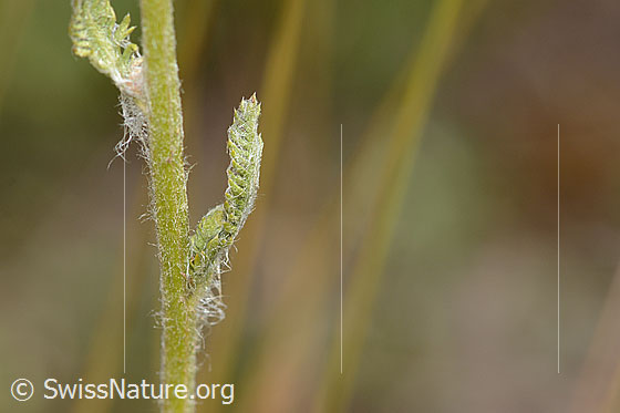Photo: Achillea tomentosa. Stem and Stem leaf.