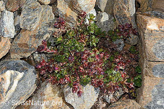 Foto: Zweiblütiger Steinbrech (Saxifraga biflora). Ganze Pflanze (Habitus). Verblüht.