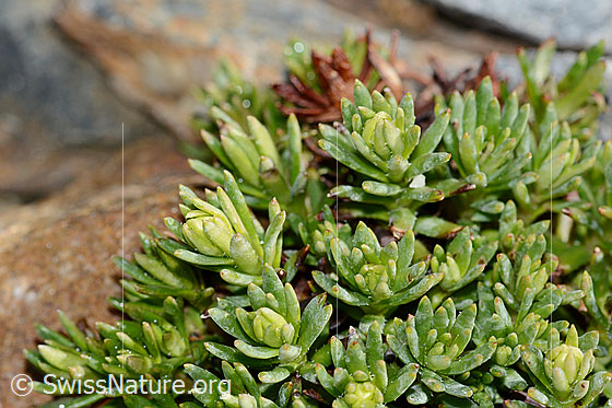 Photo: Saxifraga aizoides. Leaves and buds. Height: 2cm.
