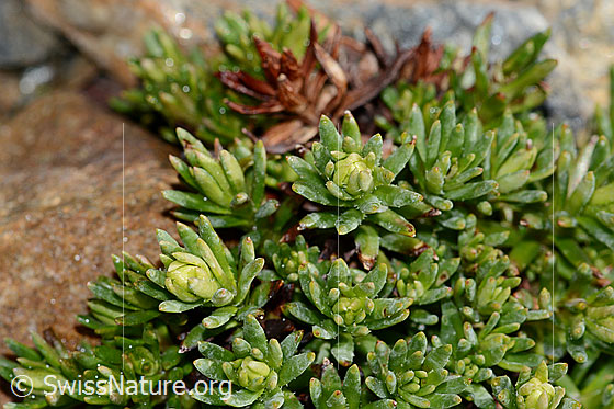 Photo: Saxifraga aizoides. Leaves and buds.