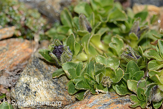Foto: Mont Cenis-Glockenblume (Campanula cenisia). Blätter und geschlossene Blüten.
