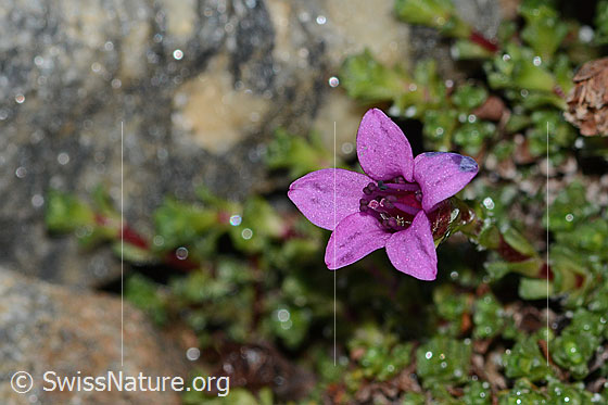 Photo: Saxifraga oppositifolia. Blossom. View from above.