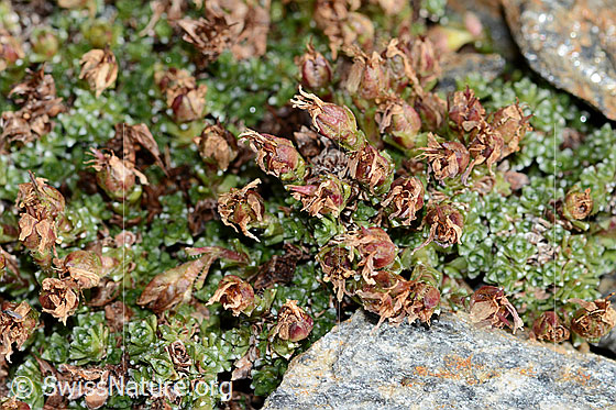 Photo: Saxifraga oppositifolia. Wilted specimens.