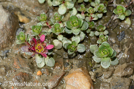 Foto: Zweiblütiger Steinbrech (Saxifraga biflora). Ganze Pflanze (Habitus). Höhe: 2cm.