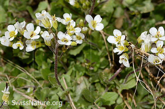 Foto: Alpen-Gänsekresse (Arabis alpina). Blütenstand und Stängel. Ansicht von der Seite.