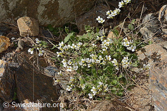 Foto: Alpen-Gänsekresse (Arabis alpina). Ganze Pflanze (Habitus). Höhe: 5cm.