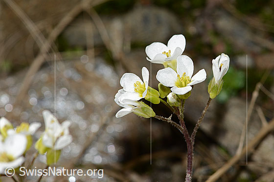 Foto: Alpen-Gänsekresse (Arabis alpina). Blüten. Ansicht von seitlich oben.