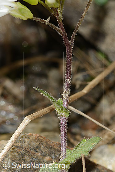 Foto: Alpen-Gänsekresse (Arabis alpina). Stängel und Stängelblatt.