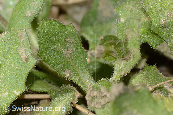 Foto: Alpen-Gänsekresse (Arabis alpina). Blattoberseite.