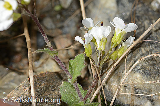 Foto: Alpen-Gänsekresse (Arabis alpina). Blüten. Ansicht von der Seite.