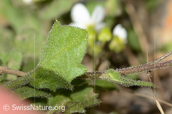 Foto: Alpen-Gänsekresse (Arabis alpina). Blattunterseite.