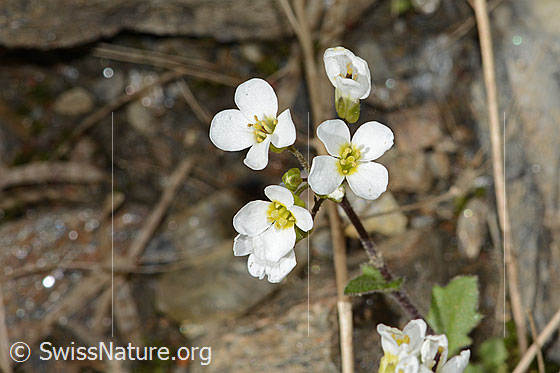 Foto: Alpen-Gänsekresse (Arabis alpina). Blüten. Ansicht von oben.