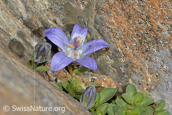 Photo: Campanula cenisia. Blossom, bud and leaves. Height: 2cm.